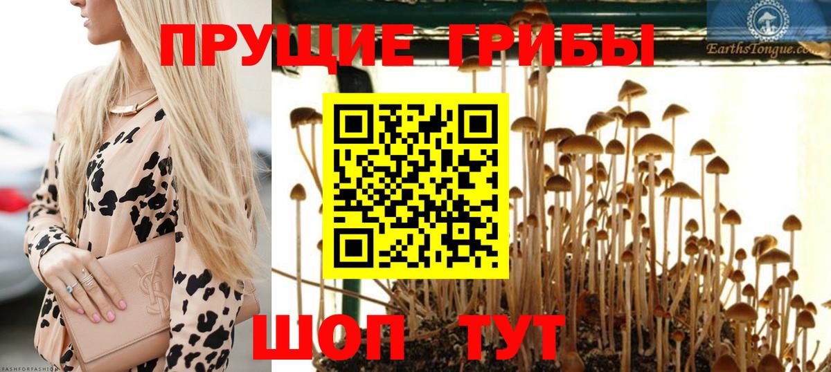 Галлюциногенные грибы Psilocybine cubensis Нальчик